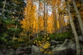 Colorado fall season at Bear Lake in Rocky Mountain National Park Royalty Free Stock Photo