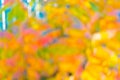 Fall is beautiful. Autumn colors abstract background. Vivid colors of autumn foliage. Bright and deep in colors Royalty Free Stock Photo