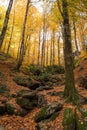 Fall in the Beech Tree Forest