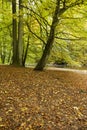 Fall in beech tree forest Royalty Free Stock Photo