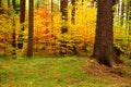 Fall beech tree forest Royalty Free Stock Photo