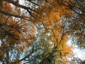 Fall beech trees in beautiful autumn colors looking upwards