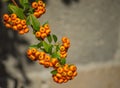 Fall Berries