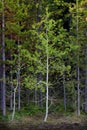 Fall Birch Aspen Tree in Forrest Wilderness