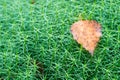 Fall birch leaf on moss closeup Royalty Free Stock Photo