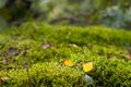 Fall birch leaves in mooss background Royalty Free Stock Photo