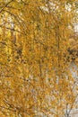 Fall birch tree by riverside