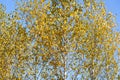 Fall birch trees on  blue sky selective focus Royalty Free Stock Photo