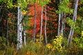 Fall Birch Trees with Golden Leaves