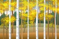 Fall birches