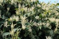 Fall blooming Japanese knotweed invasive species