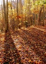 Fabulous Fall in the Mountains