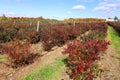 In fall blueberry bushes are one of the easiest fruit