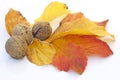 Fall bounty nuts and leaves Royalty Free Stock Photo