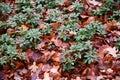Fall brown leaves carpet with fresh green plants