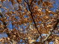 Fall Brown Leaves and Tree With Blue Sky in November