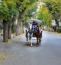 In the fall Buyukada Phaeton. Horse Carriage