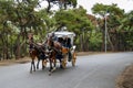 In the fall Buyukada Phaeton. Horse Carriage