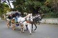 In the fall Buyukada Phaeton. Horse Carriage