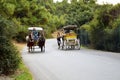 In the fall Buyukada Phaeton. Horse Carriage