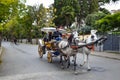 In the fall Buyukada Phaeton. Horse Carriage