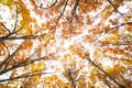 Fall canopy