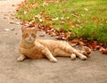 Fall Cat Royalty Free Stock Photo