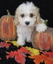 Fall Cavachon Puppy Royalty Free Stock Photo