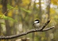 Fall chickadee Royalty Free Stock Photo