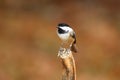 Fall Chickadee perching on a pumpkin stalk Royalty Free Stock Photo