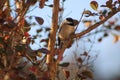 Fall Chickadee Royalty Free Stock Photo