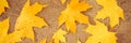 fall in the city. dry fallen autumn maple leaves on the asphalt in the city park. natural pattern. top view. banner. Royalty Free Stock Photo
