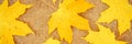 Fall in the city. dry fallen autumn maple leaves on the asphalt in the city park. natural pattern. top view. banner.. Royalty Free Stock Photo