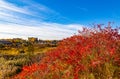 Fall in the city; Fall foliage colors in a field under power lines with close up of a train.