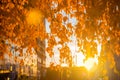 Fall in the city. Yellow birch leaves on sunset Royalty Free Stock Photo