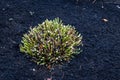 Fall cleanup, plant pruned to the ground for winter and fresh layer of mulch