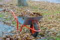 Fall cleanup removing leaves in autumn park wheelbarrow full of yellow fallen leaves