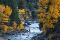 Fall Color along the Arkansas River Royalty Free Stock Photo