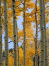 Fall color aspen forest (2) Royalty Free Stock Photo