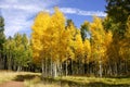 Fall color aspen forest (3) Royalty Free Stock Photo