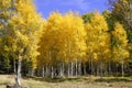 Fall color aspen forest (4) Royalty Free Stock Photo
