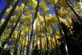 Fall color aspen forest Royalty Free Stock Photo