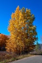 Fall Color On Aspen Trees Alongside A Country Road Royalty Free Stock Photo