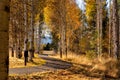 Fall Color Aspen Trees at Sunset on Bike Path Walking Path in Autumn Royalty Free Stock Photo