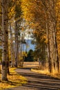 Fall Color Aspen Trees at Sunset on Bike Path Walking Path in Autumn Royalty Free Stock Photo