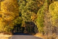 Fall Color Aspens at Sunset on Road on Street on Ranch on Farm in Autumn Royalty Free Stock Photo