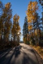 Fall Color Aspens at Sunset on Road on Street on Ranch on Farm in Autumn Royalty Free Stock Photo