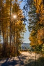 Fall Color Aspens at Sunset on Road on Street on Ranch on Farm in Autumn Royalty Free Stock Photo