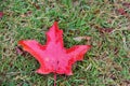 Fall Color, Autumn leaves in Coal Harbour, Downtown Vancouver, British Columbia