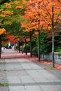 Fall Color, Autumn leaves in Coal Harbour, Downtown Vancouver, British Columbia